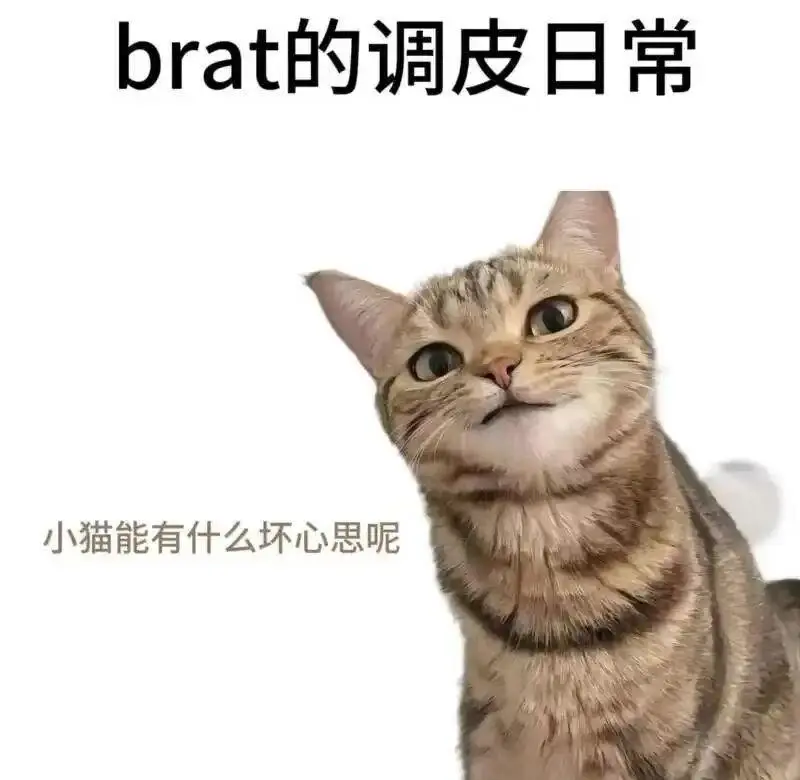 西檬之家-斯慕圈新人入门指南：从基础知识到核心术语解析